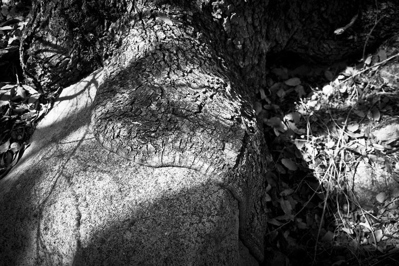 An oak tree growing around a rock.