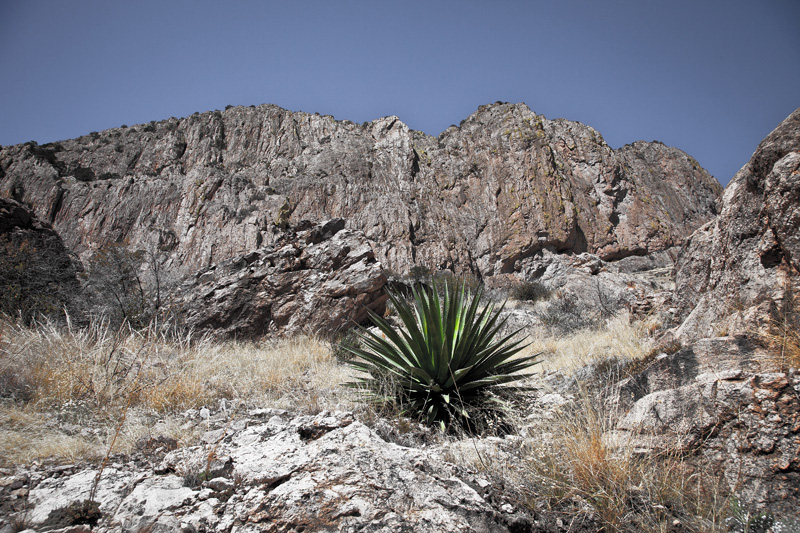 A yucca plant on a steep slope at the base of the cliffs below Darnell Peak in the Chiricahua Mountains.