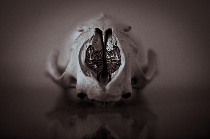 A bear skull facing the camera.
