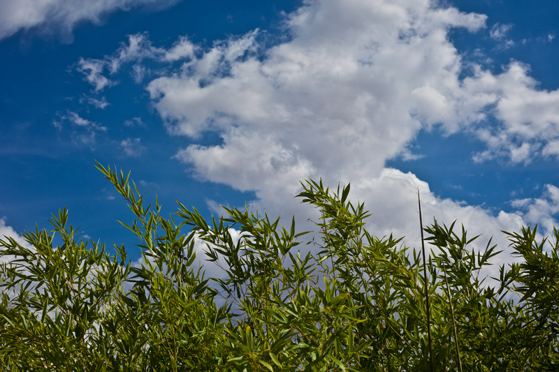 Bamboo shoots rising before a bright blue sky with puffy white clouds.