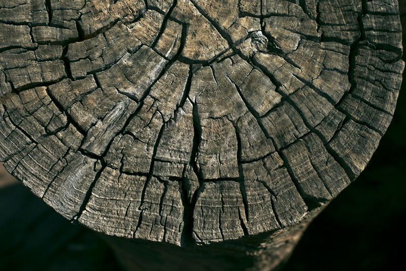 An old, weathered log, full of cracks.