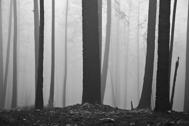 Numerous blackened tree trunks among fog.