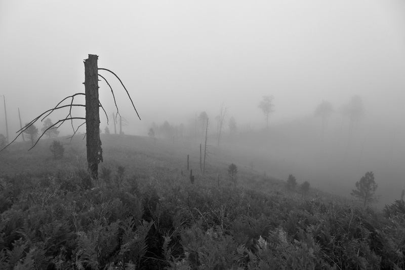 Fog descended onto the Chiricahua Mountains of Arizona.