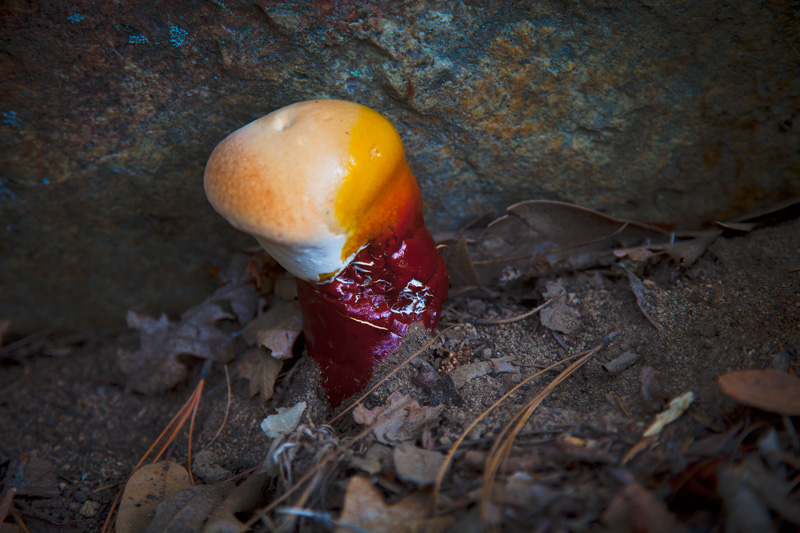 A bizarre, evil looking fungus.