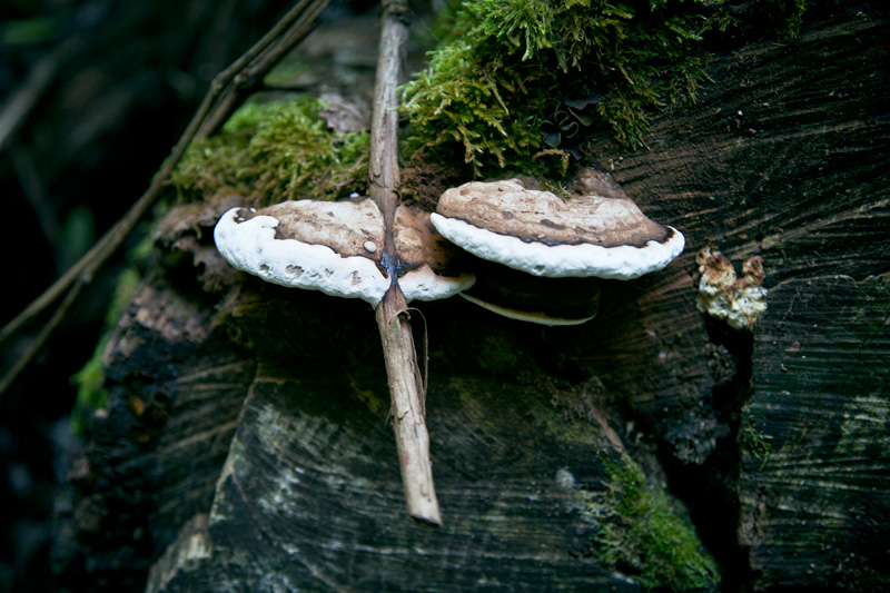 Mushrooms growing around a stick.