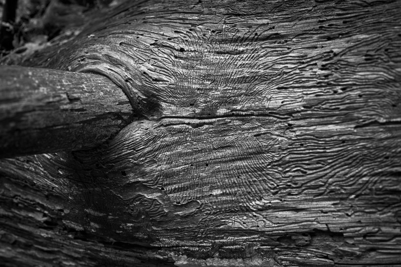 A pattern in a dead log from a wood boring insect.