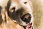 Happiness is a Dog