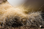Nest