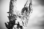 Skeletal