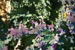 Leafy