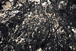 Arboretum