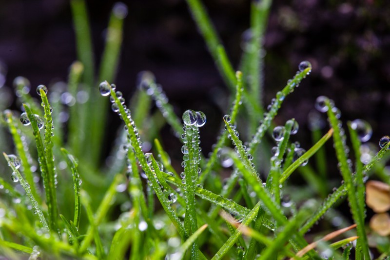 Macro photograph of water droplets on grass.