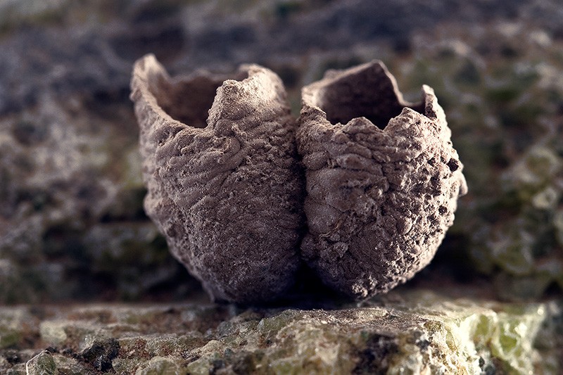 Two egg-like objects formed from mud, with the ends burst open.