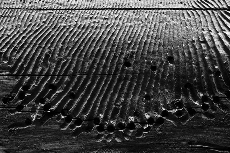 Lines chewed in wood.