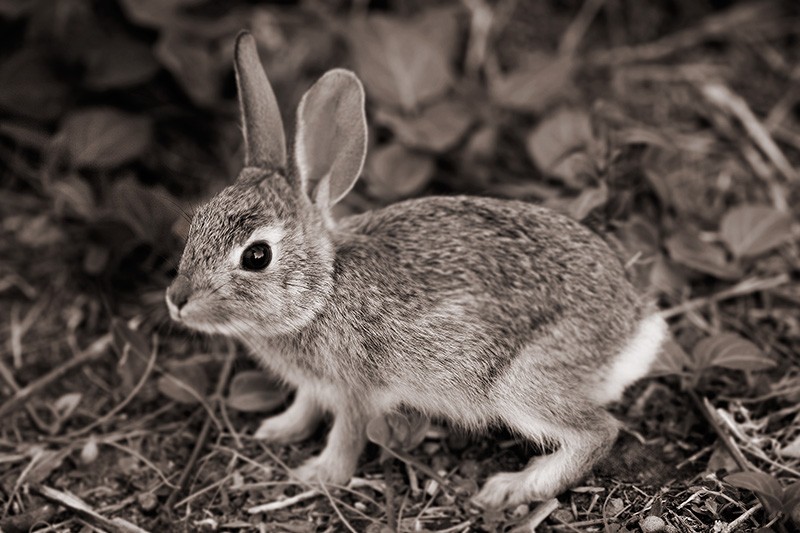 A stupefyingly cute baby rabbit looking up cautiously while eating.
