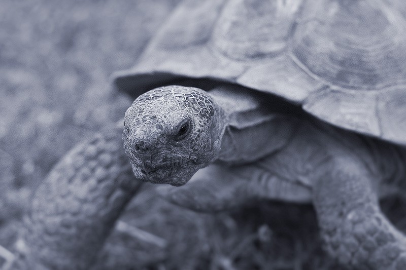 A desert tortoise walking.