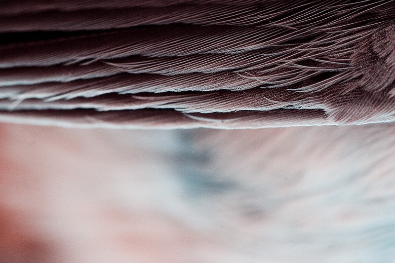 The wing of a bird orbiting Earth.