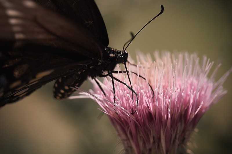 A butterfly perched atop a thistle flower, feeding.