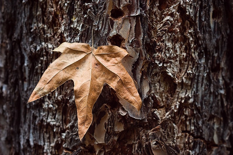 A dead leaf on the trunk of a tree.