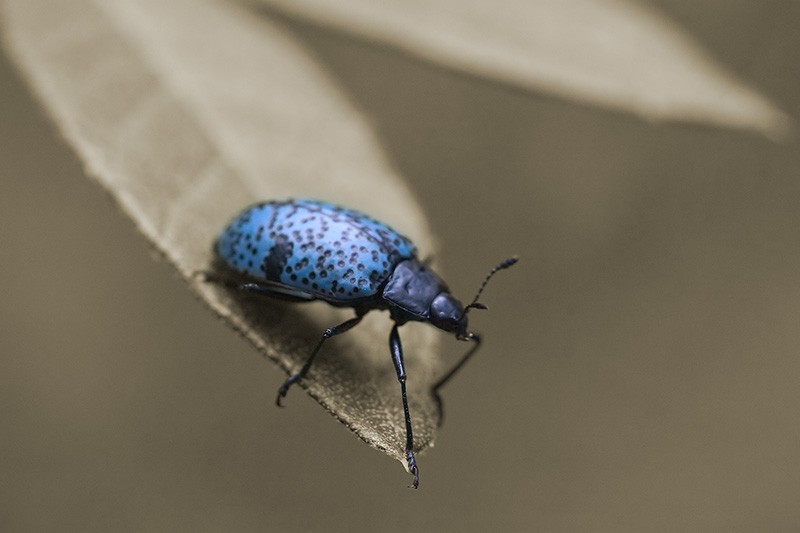 A bright blue beetle with black spots.