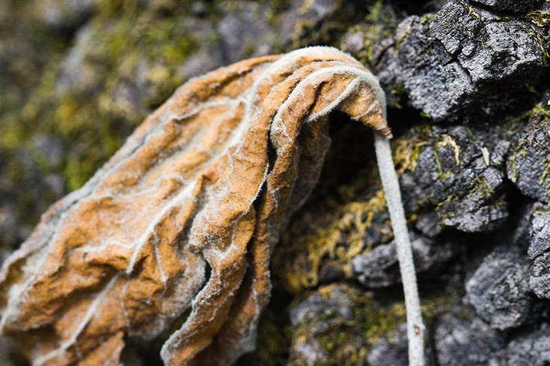 A colorful dead leaf on a moss-covered tree.