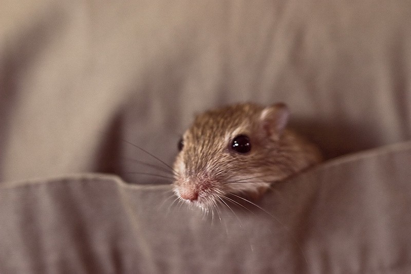 A pocket mouse climbing out of a shirt pocket.