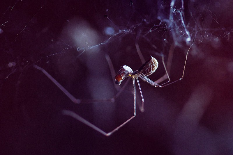 A spider feeding on a wrapped up insect.