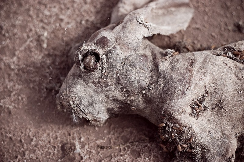 A completely AWESOME dead jackrabbit.