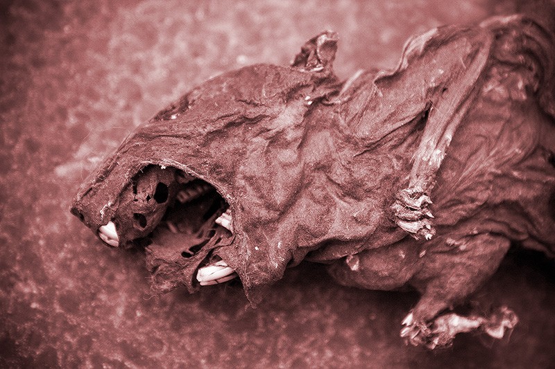 A dead rat resembling the devil screaming in agony after being kicked out of heaven.