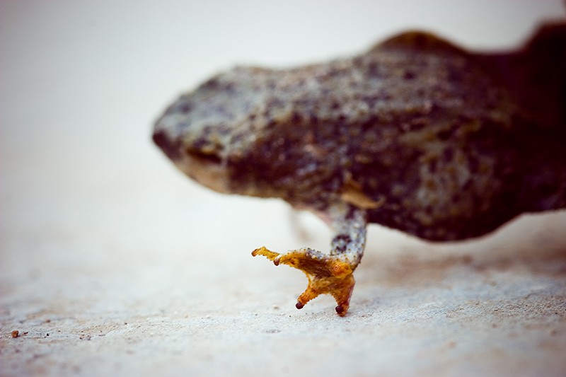 A dead frog dancing.
