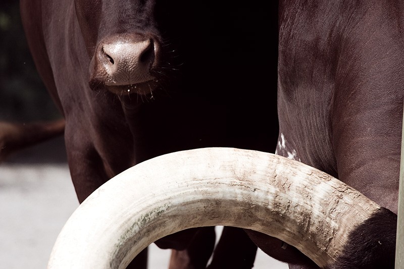 Two Ankole-Watusi bulls: one standing behind the other’s horn, waiting to pass.