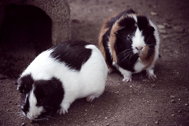 Guinea pigs standing around, not doing much.