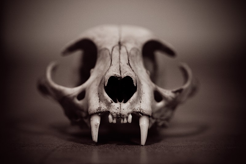 A cat skull on the floor.