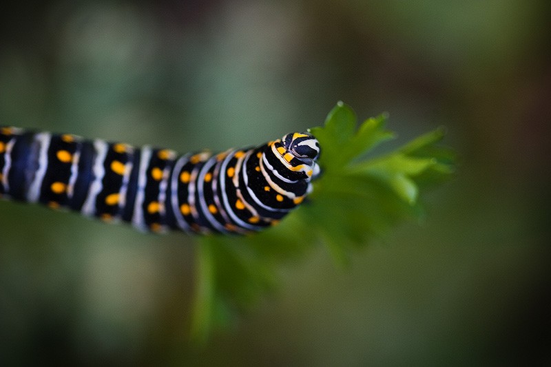 A black, white & orange caterpillar eating a leaf.