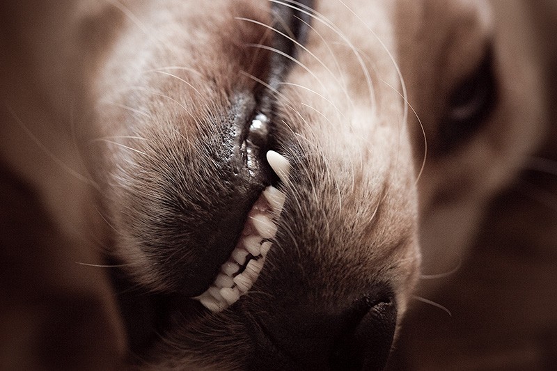 A golden retriever lying upside down and showing his teeth.