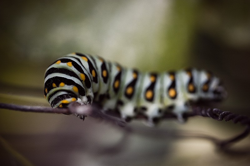 A black, white & orange caterpillar attempting to chew through a chicken-wire fence.