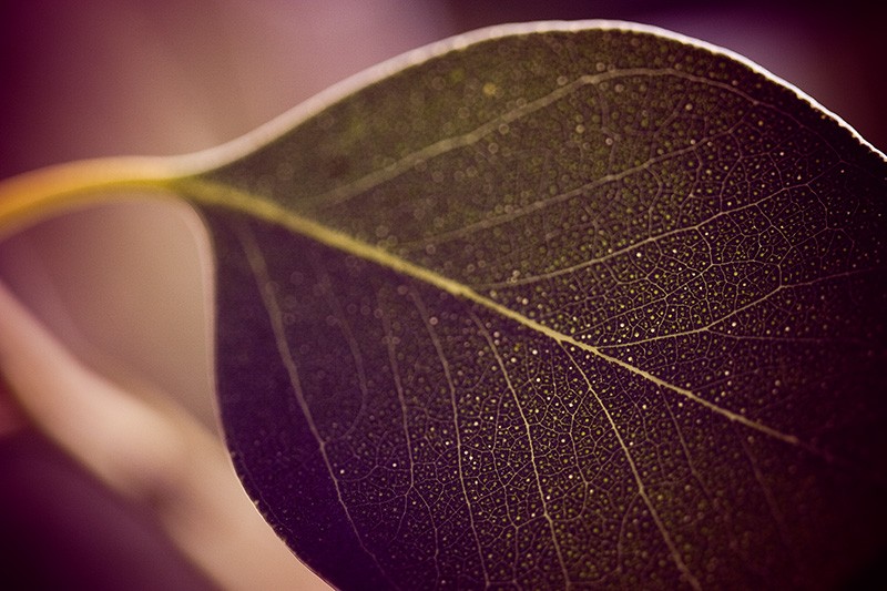 Backlit eucalyptus leaf, with veins and other detail visible.