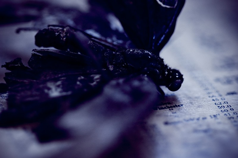 A dead, tattered butterfly resting on a surface covered with text.
