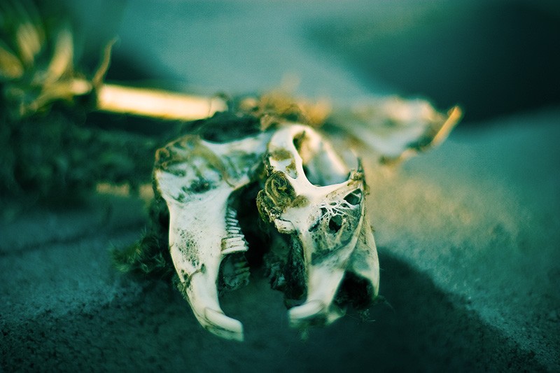 A rabbit skeleton lit by the late-afternoon sun.