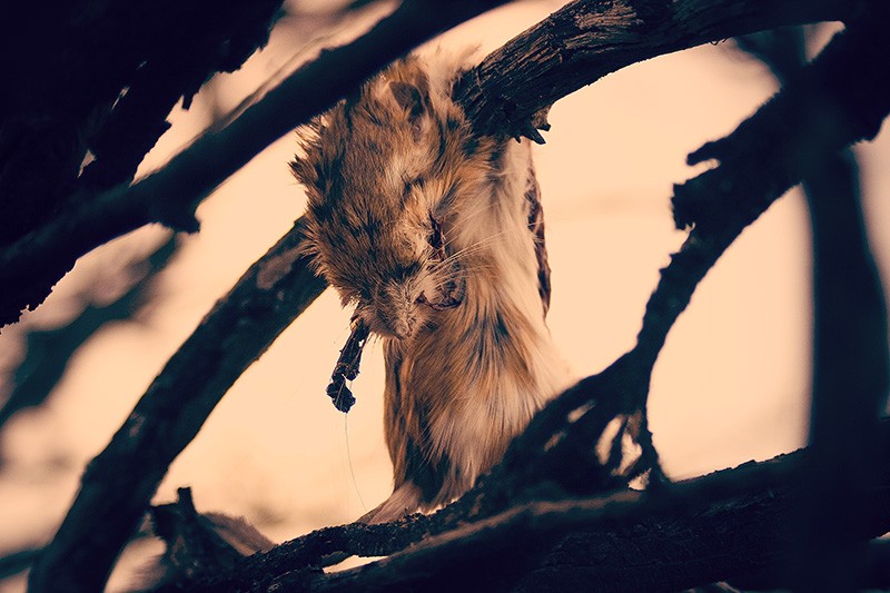 A dead rat lying on a dead branch, where it was dropped by a live bird of prey.