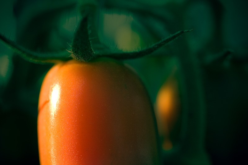 A sunlit, red tomato surrounded by the green of the plant.
