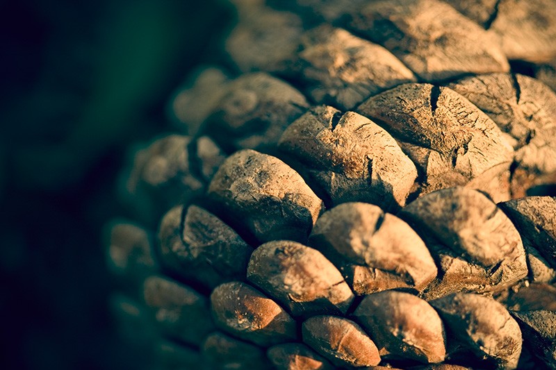 A pine cone lit by the afternoon sun, resembling numerous people wearing papal mitres.