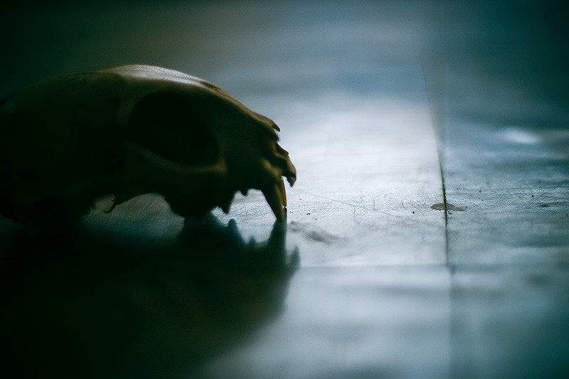 Silhouette of a cat skull lying on a moderately shiny floor.