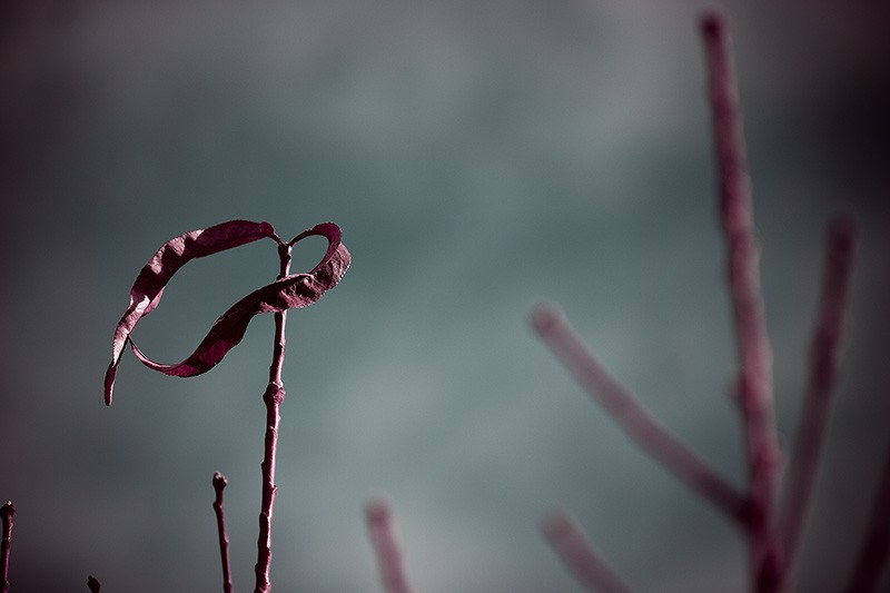 The last two remaining leaves on a peach tree.
