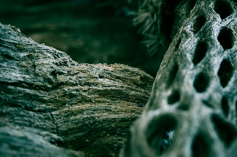 Detailed view of the dead skeleton of a cactus.