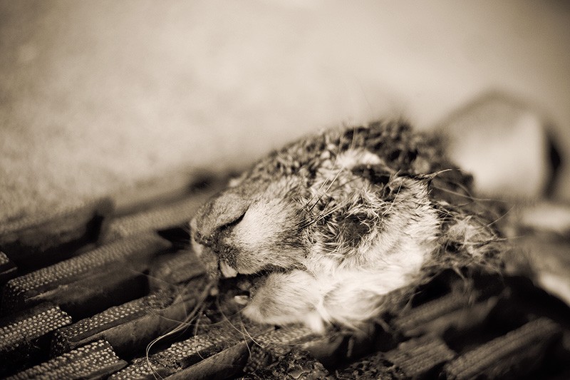 A jackrabbit head left on the front porch by a dog.