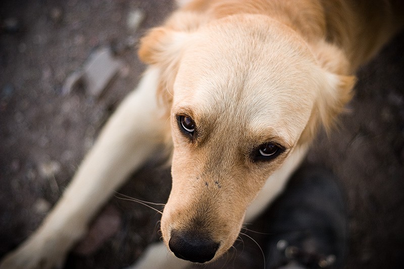 A Golden Retriever lying down and looking up at the camera.