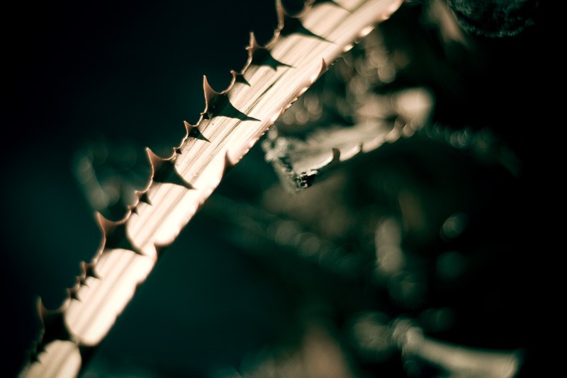 A dead palm frond's thorns lit by morning sunlight.