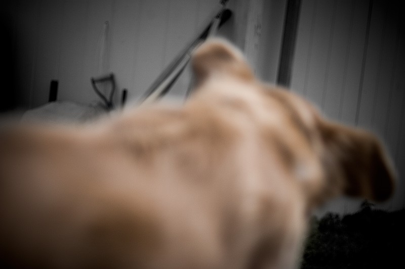 An out-of-focus Golden Retriever jumps over a fence.