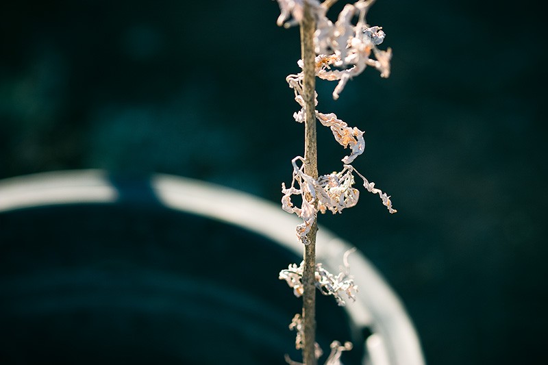 A brightly lit dead weed rising from an otherwise empty pot.